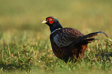 Ringneck Pheasant (Phasianus colchicus)