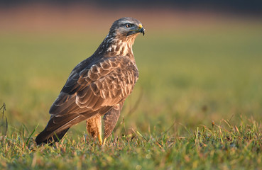 Common buzzard (Buteo buteo)