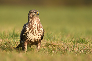 Common buzzard (Buteo buteo)