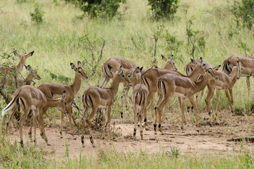 Impala, Aepyceros melampus, parc national du Serengeti, Tanzanie