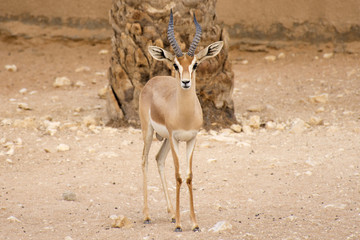 Dorcas Gazelle, Arabian Sand, Goitered Gazelle