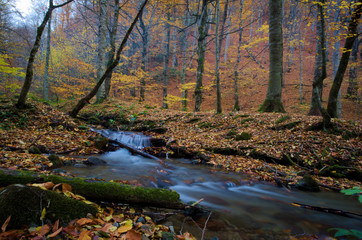 forest with long exposure