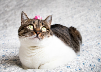 Portrait of a romantic tabby cat with a rose on its head. Funny colored cat with striped head and white body
