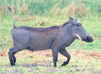 warthog