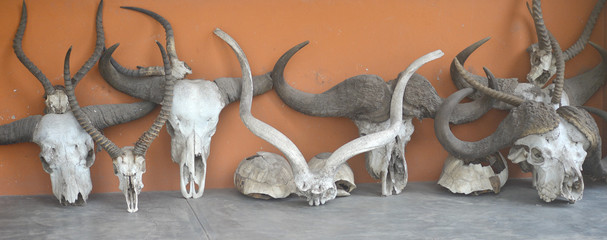 animal skulls