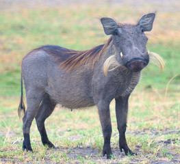 warthog