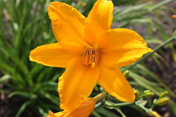 Yellow lily