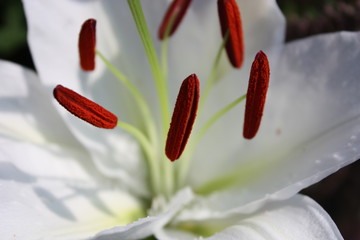 White lily closeup