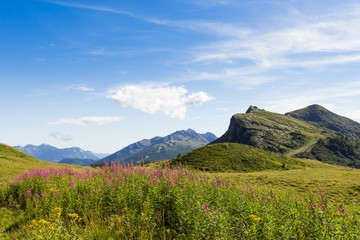 Prato fiorito in alta quota