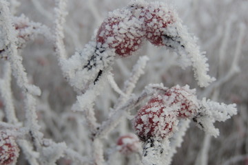 красные ягоды шиповника под снегом в парке крупным планом 
