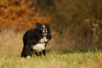 Border Collie
