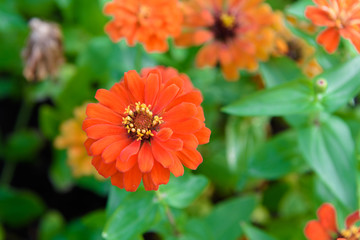 Vivid close up Zinnia flower