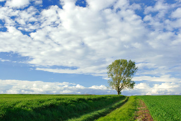 Fototapeta na wymiar Poplar Tree in Green Field, Spring Landscape under Blue Sky with Clouds