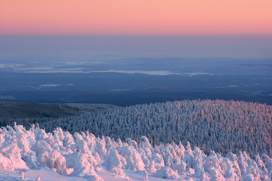 Winter Sunrise On Mount Brocken, Spruce Trees Bent By Snow, Harz National Park, Germany