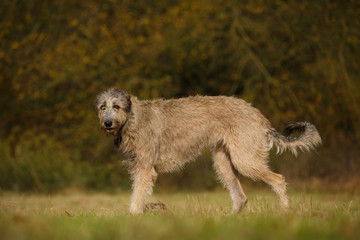 Irischer Wolfshund