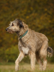 Irischer Wolfshund