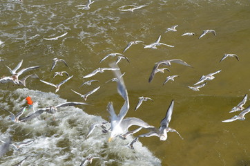 Mewy w locie/Flying seagulls