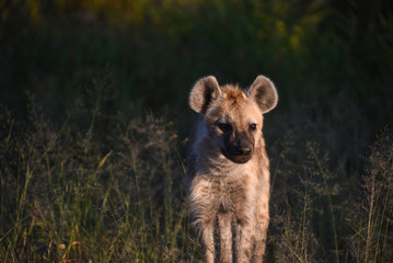 young spotted hyena