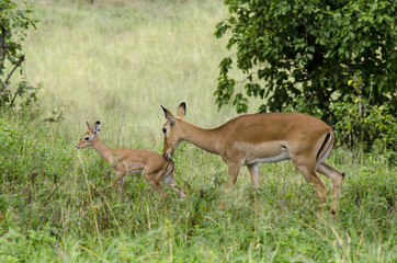 Impala, Aepyceros melampus, parc national du Serengeti, Tanzanie