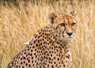 Cheetah