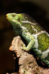 Fijian crested iguana (Brachylophus vitiensis) on Viti Levu Isla