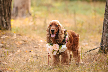 Nice Cocker Spaniel with leaves and flowers in autumn