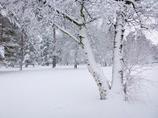 Park in winter.