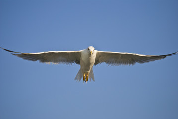 The black sea gull in flight