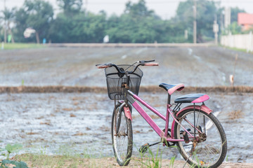 Fototapeta premium old bicycle in paddy field.