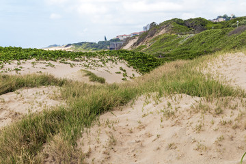 Indigenous Plants Growing in the Beach Sand on Dunes
