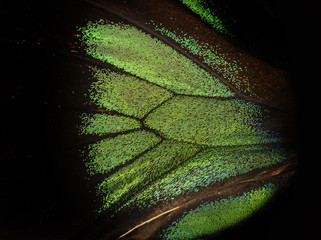 Fototapeta premium Trogonoptera brookiana - Rajah Brooke Birdwings- tropical buttelfly - detail