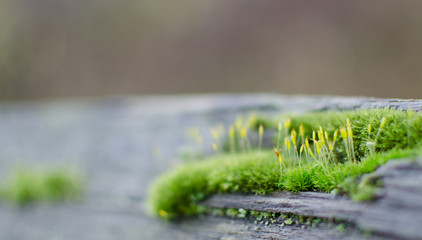 Moss settling on a wooden fence