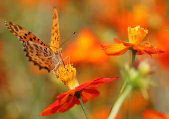 ツマグロヒョウモンとキバナコスモス