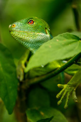 Male Fiji banded iguana (Brachylophus fasciatus) on Viti Levu Is