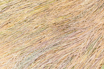 Golden Paddy rice, jasmine rice also know as Hommali rice