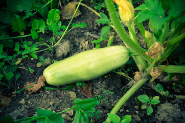 Obraz premium Green squash ripening on vine
