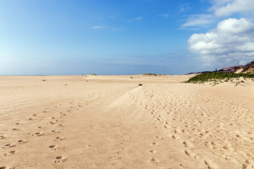 Fototapeta na wymiar Indigenous Plant Growing on Beach Sand Dune