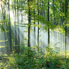 Obrazy na Szkle  Poranek w lesie