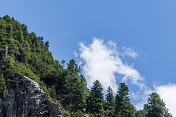 baeume am berg im sommer