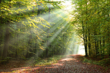 Morning in the forest