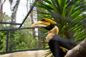 Toucan with a large beak