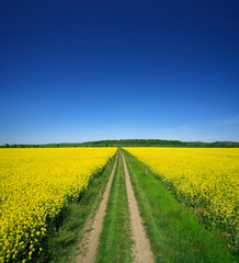 Small Dirt Road through Fields of Oilseed Rape in Bloom, Spring Landscape under Blue Sky