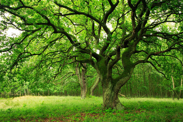 Mighty Moss Covered Old Oak Tree on Clearing in Green Forest
