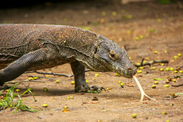 Komodo dragon walking on Rinca Island in Komodo National Park, N