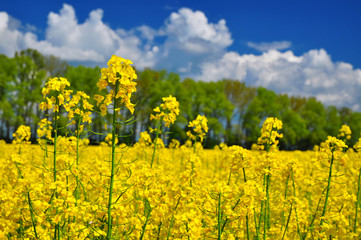 Obraz premium Rapeseed canola agriculture landscape