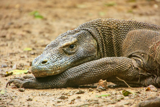 Portrait of Komodo dragon resting on Rinca Island in Komodo Nati