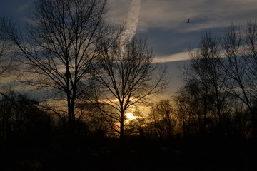 Fototapeta na wymiar sunset trees 