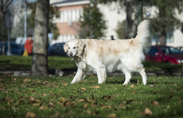 Golden retriever dog playing