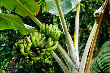 Fototapety  Kiść zielonych bananów na drzewie