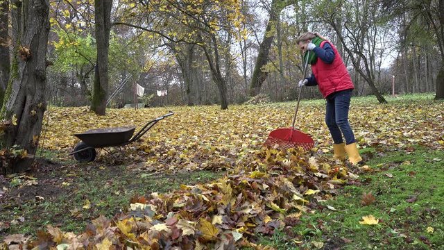 Gardener woman raking leaves in backyard. Empty rusty barrow cart. 4K